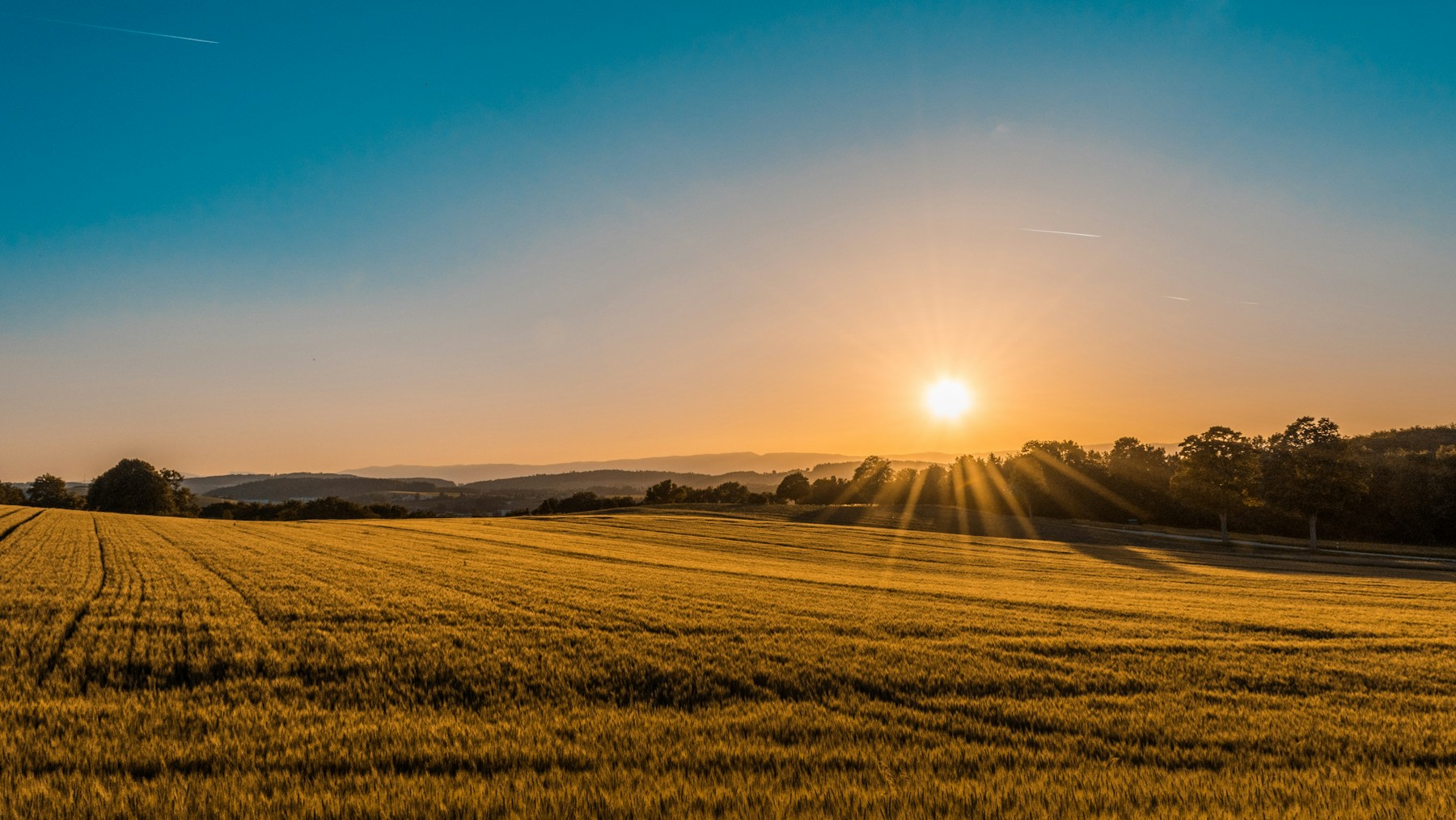 Cultivated fields in morning light